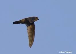 Vanikorensis , uniform swiftlet , ムジアナツバメ Indian Swiftlet Alchetron The Free Social Encyclopedia