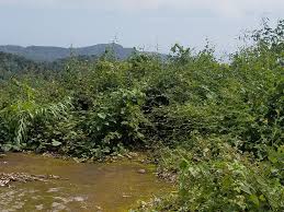 Orchards, retreat, rubber plantation, raw land. Agriculture Land For Sale St Lucia Lc Realty St Lucia