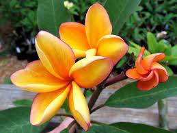 Pin On My Tropical Addiction S