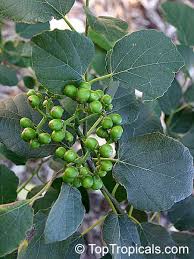 Image result for Cordia goetzei