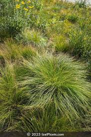 Image result for Sporobolus spicatus