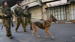 Israel: Soldiers unleash military dog on surrendering Palestinian | Middle  East Eye