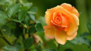 Roses Plant Care Guide Rose Flower Wallpaper Beautiful Flowers Beautiful Flowers Images