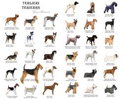 Chart Of Terriers Terrier Dogs