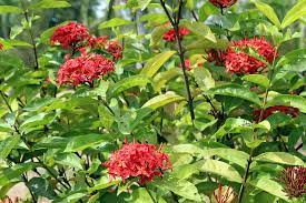 Hymenocallis littoralis this amazing bulb based plant beach spider lily enjoys environments that oxalis triangularis a bulbous type species which blooms small trumpet like flowers and has attractive triangular purple leaves. Red Flowers Green Leaves Five Petals Small Plant Plant Part Leaf Flower Flowering Plant Beauty In Nature Pxfuel