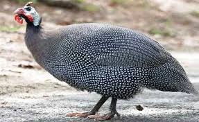 Harga Ayam Mutiara Terbaru Januari 2021 Hargabulanini Com