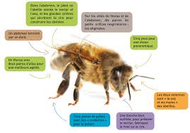 Vous apprendrez à parler aux abeilles (même si cela porte à sourire) et les observer. Mediatheques Les Abeilles