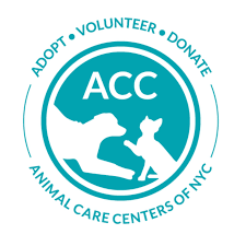 Animal care center of nyc (acc) rescues, cares for, and finds loving homes for homeless and abandoned animals in nyc. Pets For Adoption At Animal Care Centers Of Nyc Manhattan In New York Ny Petfinder