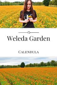 Der Weleda Erlebnisgarten Beheimatet Zahlreiche Heilpflanzen Auf Dem Dazugehorigen Feldanbau Wachst Die Heilpflanze Calendula Di Garten Pflanzen Heilpflanzen