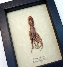 Granny morgan came to dinner. Octopus Rubescens Pacific Red Octopus Framed Taxidermy Ocean Art