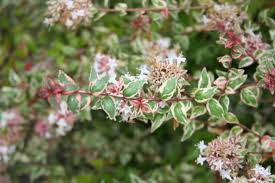 Image result for Craibia grandiflora