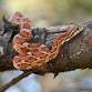 Sunday Snake Brunch — Hobe Sound Nature Center event image