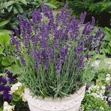 Image result for Lavandula angustifolia `Vera`