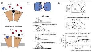 Nmda receptors can act as. Clocks Within Clocks Timing By Coincidence Detection Sciencedirect
