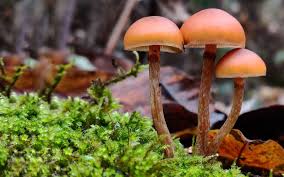 Image result for Ozoroa marginata