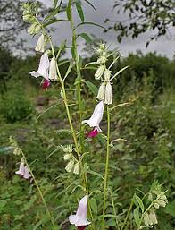 Image result for Dicerocaryum forbesii