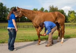 Further up the leg, tendon or ligament strain can cause slight lameness. Tackling Tendon And Ligament Injuries The Horse