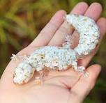 1pc resin crystal pebble lizard ornament desktop - Temu ...