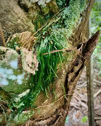 Image result for Vittaria