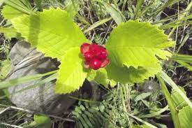 Image result for Tetracera masuiana