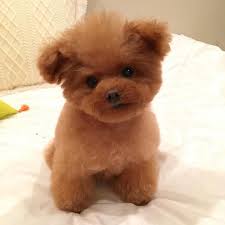 Teacup bernedoodle puppies for sale in. Teddy Puppy Cheap Buy Online