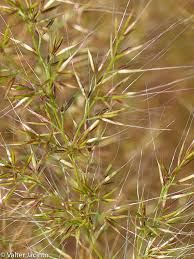 Image result for Agrostis quinqueseta