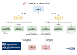 Image result for Thyroid Function Test