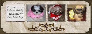 Serving your area, toppenish, wa. Tuscany S Tiny Shih Tzu Wa Imperial And Teacup Puppy Breeder Home Facebook