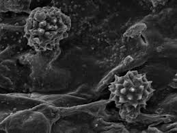 Image result for Fagonia isotricha