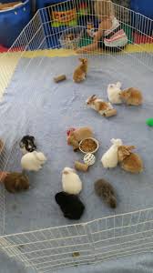 Black And White Holland Lop Baby Bunnies Black Bunnies White Bunnies Broken Tort Holland Lop Bunnies Lop Eared Bunnies Mini Lop Bunnies Bunnies Lop Bunnies Pet Bunny Baby Bunnies