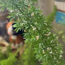 Image result for Asparagus laricinus