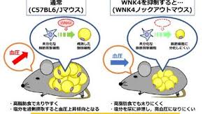 血圧制御因子wnk4が脂肪細胞の分化も制御する メタボの病態解明に進展 マイナビニュース wnk4ノックアウトマウスを解析した結果 wnk4ノックアウトマウスは高脂肪食で誘発される肥満になりにくく 脂肪細胞サイズは野生型マウスに比して小さく インスリン感受性も