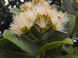 Image result for Syzygium cordatum