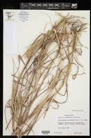 Image result for Dichanthium aristatum