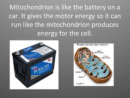 Maybe you would like to learn more about one of these? A Cell Is Like A Car The Nucleus
