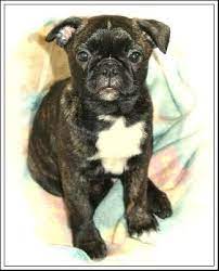 Mikah A Bugg Boson Terrier Pug Hybrid Terrier Mix Breeds Unique Dog Breeds Boston Terrier Pug