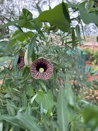 Image result for Aristolochia heppii