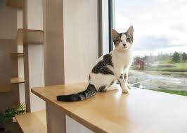 Maybe you would like to learn more about one of these? Michigan Animal Rescue League Opening New 6 7m Shelter Doubling Animal Space Michigan Animal Rescue League