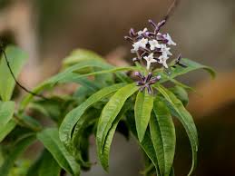 Image result for Aloysia citrodora