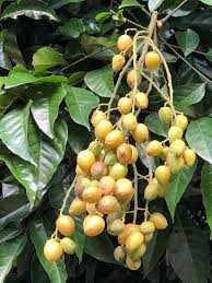 Image result for Clausena