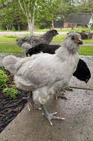 Splash ameraucanas, pullet on the left photos courtesy of taryn koerker. Ameraucana Eggs Height Size And Raising Tips