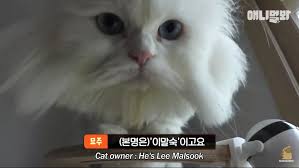 여울이에게 종족을 뛰어넘은 사랑을 불태우는 고양이 백수. ì†ë³´ ê°•í˜¸ë™ ê³ ì–'ì´ì§¤ì˜ ì£¼ì¸ê³µ ì‹ ìƒ ë°í˜€ì ¸ ìœ ë¨¸ ê²Œì‹œíŒ