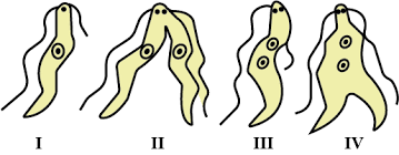 Binary fission could be defined as a mode of asexual reproduction by which an organism separates into two parts each carrying its own genetic material. The Correct Order Of Binary Fission In Leishmania Is