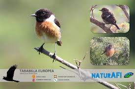 Maybe you would like to learn more about one of these? Tarabilla Europea Archivos Al Filo De Lo Improbable