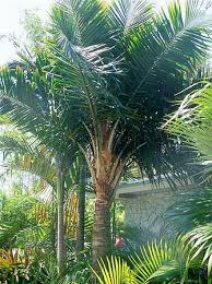 Image result for Syagrus