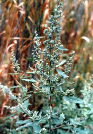 Image result for Chenopodium phillipsianum