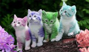 Browse and download the best free stock kitten images. Free Adoptable Kittens By Wolf Dragoness200 On Deviantart
