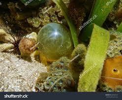 Image result for Globia algae