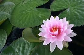 Bunga teratai, cantik, indah, baik, nyaman, alam, berwarna merah muda, pohon, hijau, menanam, seroja, tanaman air, flora. Kolam Teratai Teratai Bunga Merah Muda Air Daun Bunga Daun Teratai Wallpaper Hd Wallpaperbetter