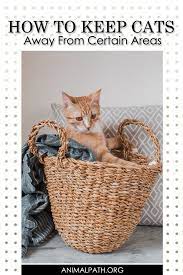 Pin On Cat Training
